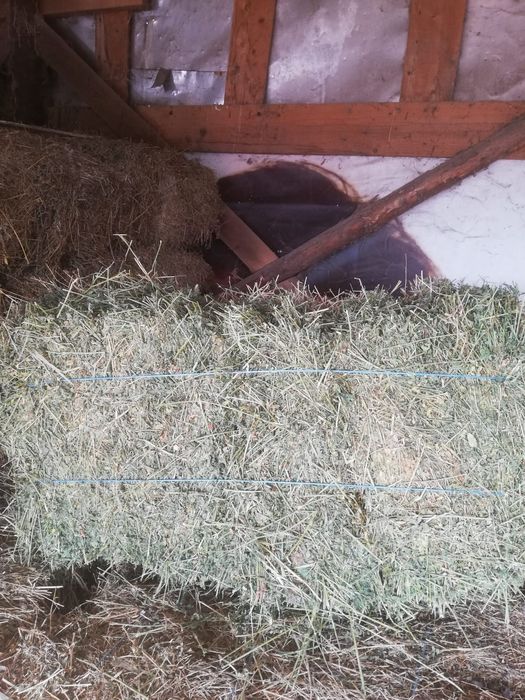 Baloți de ORZ  Movileni