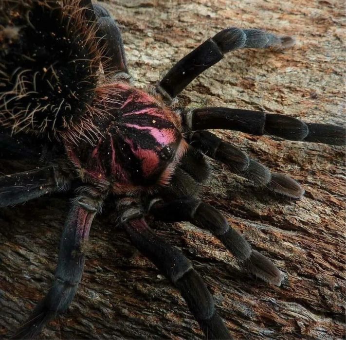 Пауки Xenesthis immanis