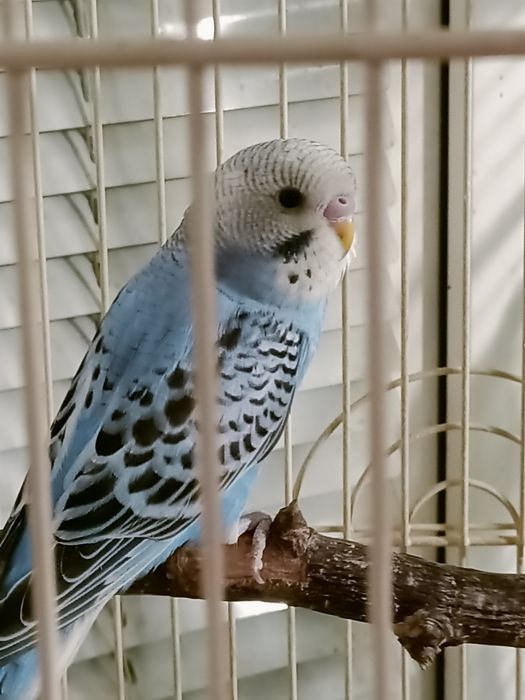 Волнистый попугай.