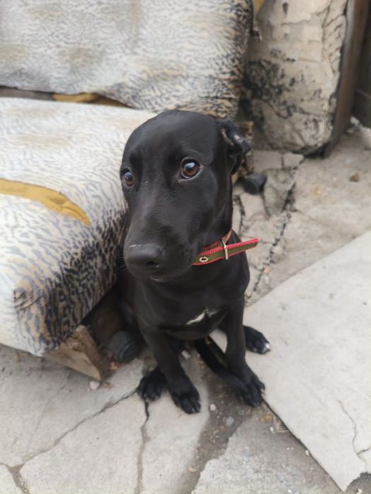 Продам Стаффорда девочек, три месяца,