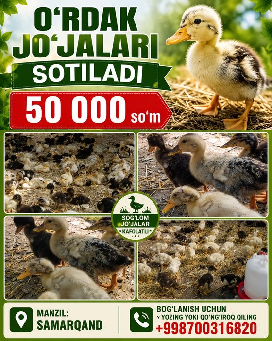 Pekin  zotliy o'rdak jujalari sotladi
