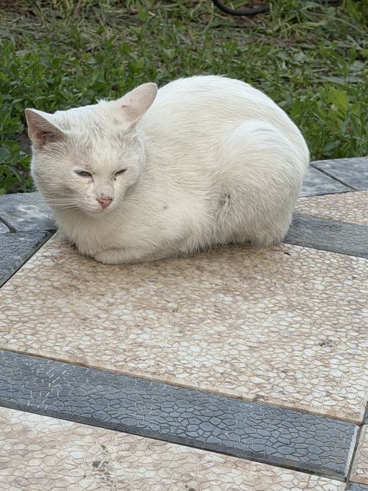 Кот белый красивый