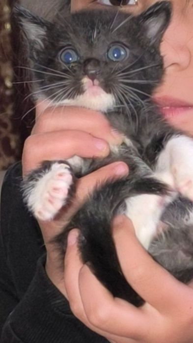 Отдам бесплатно в любящие руки