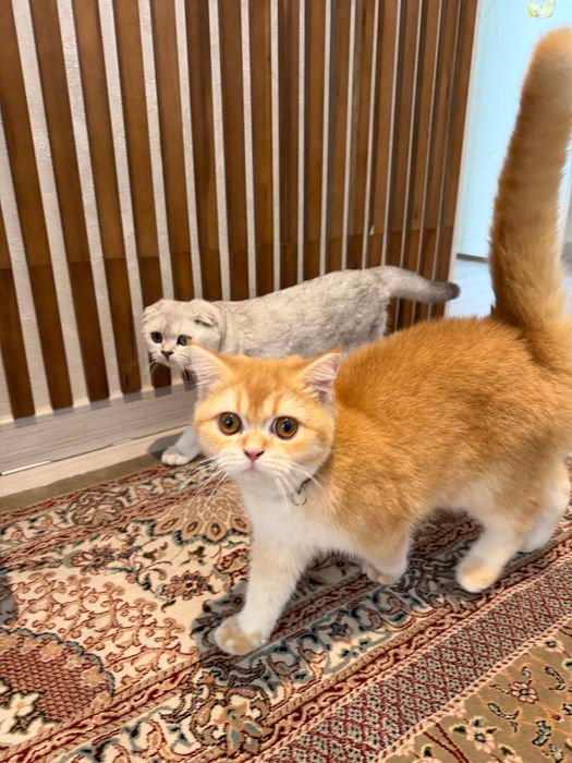 Skotish fold va skotish straid para