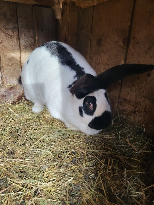 Iepuroaică fluture german