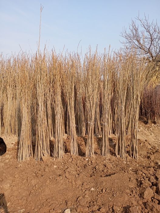 Yapon tut payvand qilingan