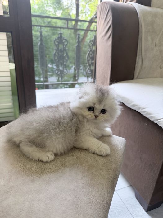 Шотланский Скоттиш Фолд! Серебро Шиншилла!