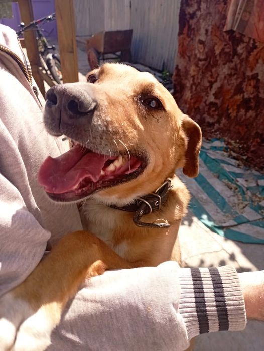 Солнышко ищет дом