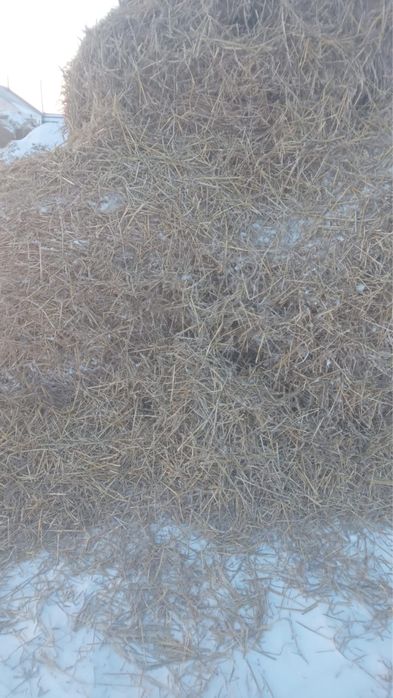 Продам солома ( зерно)