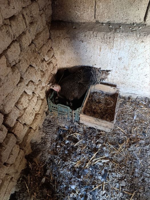 Курк курка  сотилади