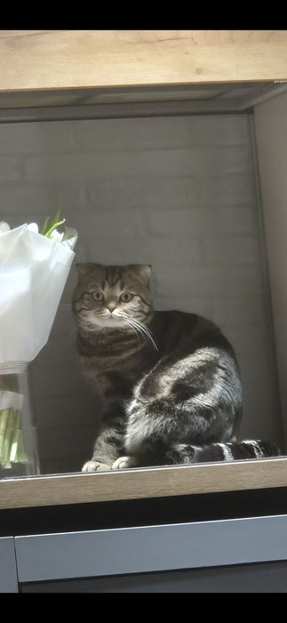 Кот приглашает на вязку