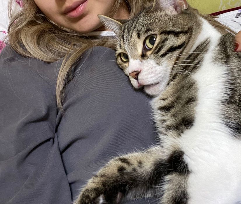 Отдам кота в добрые руки