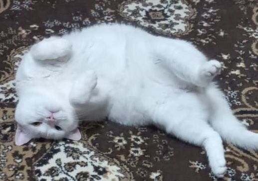 Отдам кота в хорошие, добрые руки