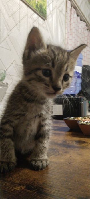 Даром отдадим миленького котёнка