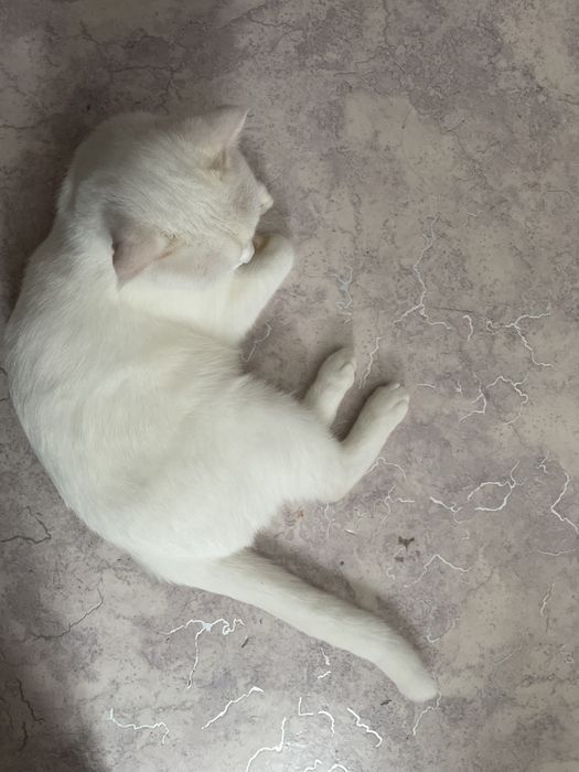 Продаю кошку хорошая