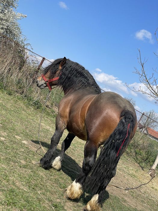 Armasar monta cu forme foarte frumoase