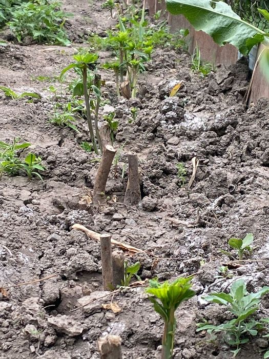 Продам саженцы гибискус