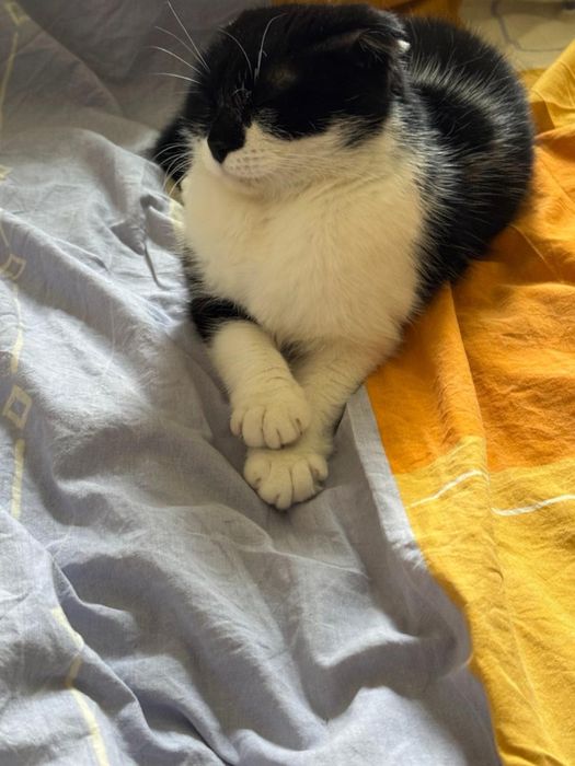 Бесплатно в добрые руки!