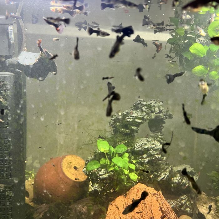 Гуппи черный принц самки готовые