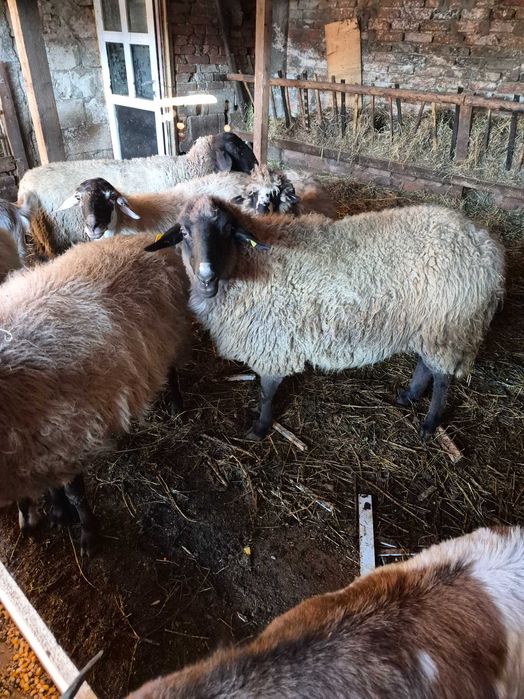 Vand 5 oi si patru iede