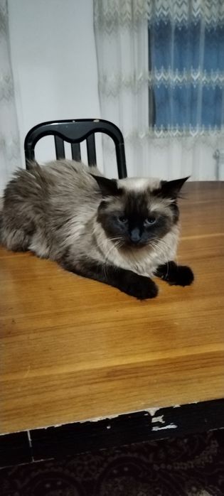 Сиямская  кошка.