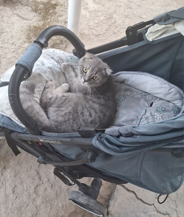 Шикарная плюшевая малчик скоттиш Фолд с паспортом