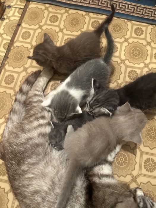 Отдам котят в добрые руки