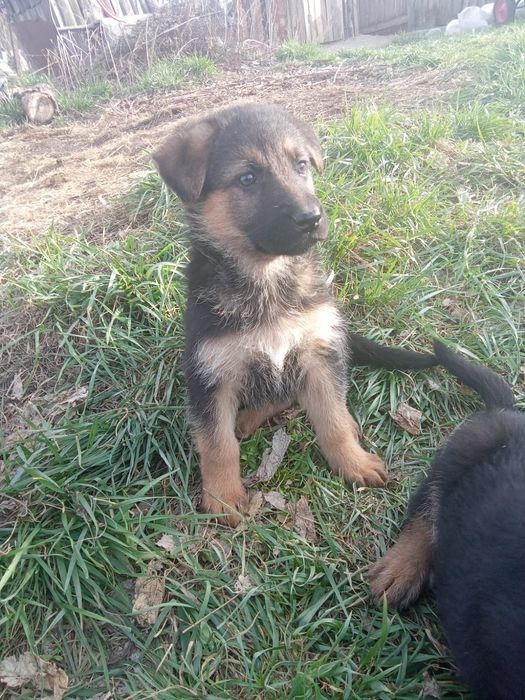 Щенки немецкой овчарки