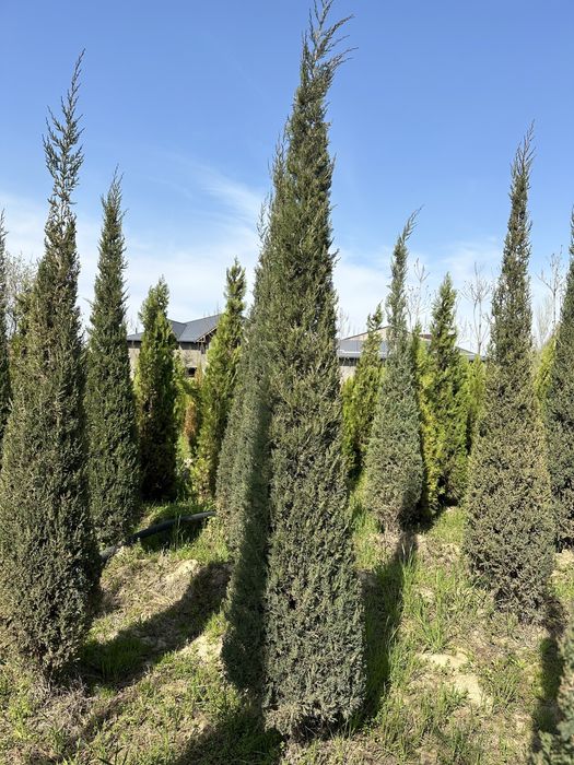 Можжевельник Идеально-Ухоженный