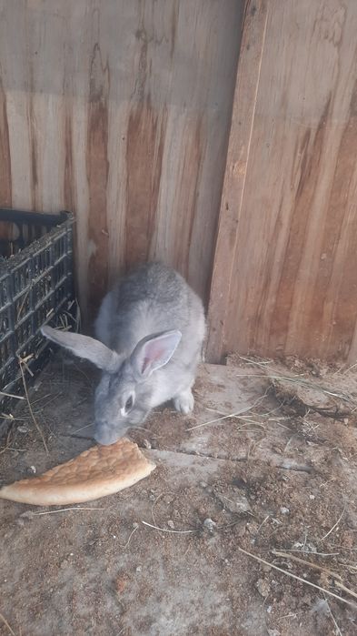 Quyonlar sotiladi xarxil zotlila bor