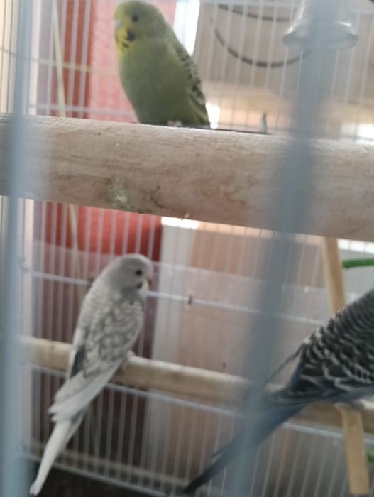 Dau perusi. Vârsta 1 luna !  București!