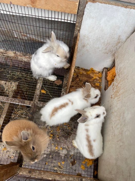 Декоротивные кролики