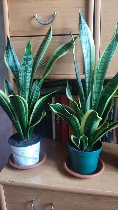 Продам комнатные цветы!