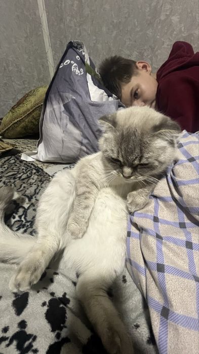 кошка скотиш фолд