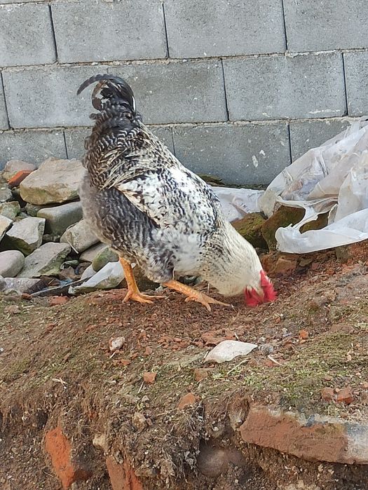 Cocoși tineret din mai anul trecut