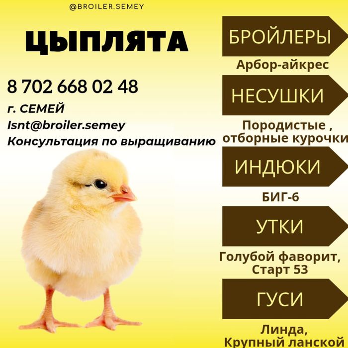 Цыплята суточные и подросщеные Бройлеры.