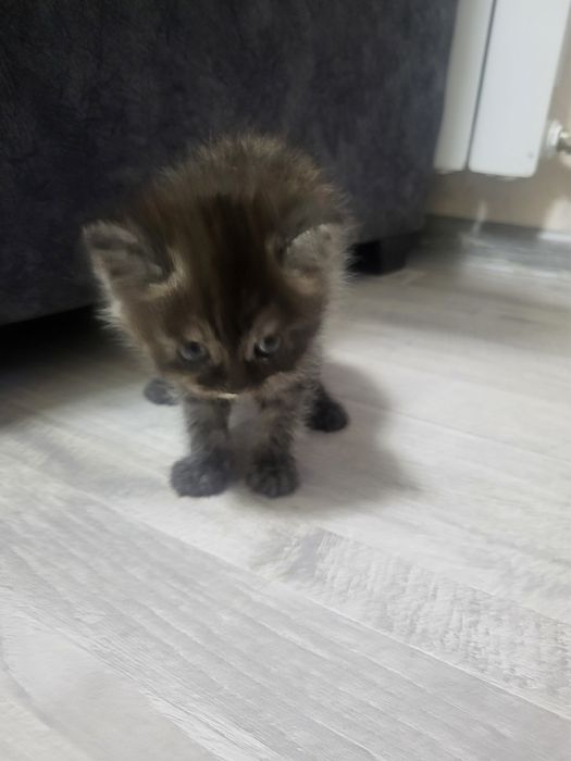 Дадим хорошим рукам