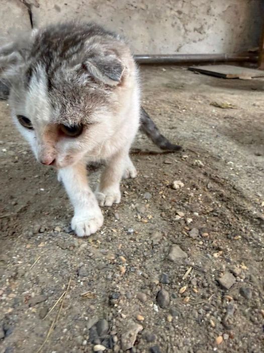 котенок вислоухий