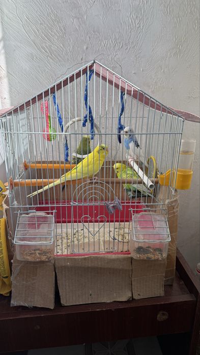 Попугай 4 продам