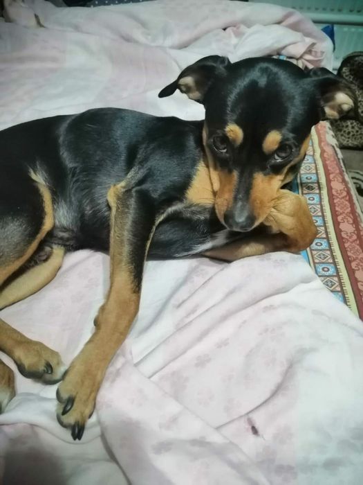 Продам щенят Той-терьера