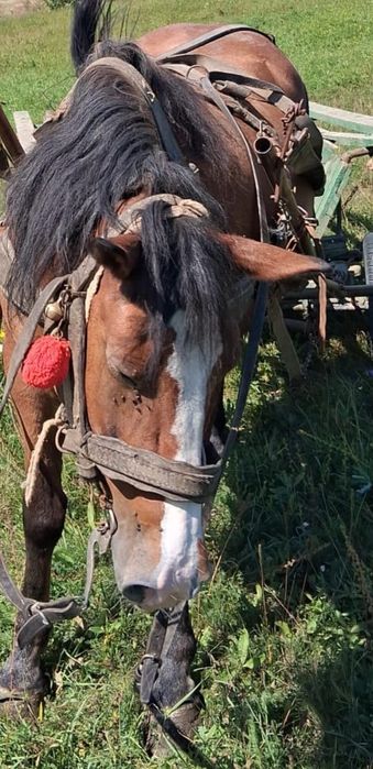 Vând cal cu ham și căruță