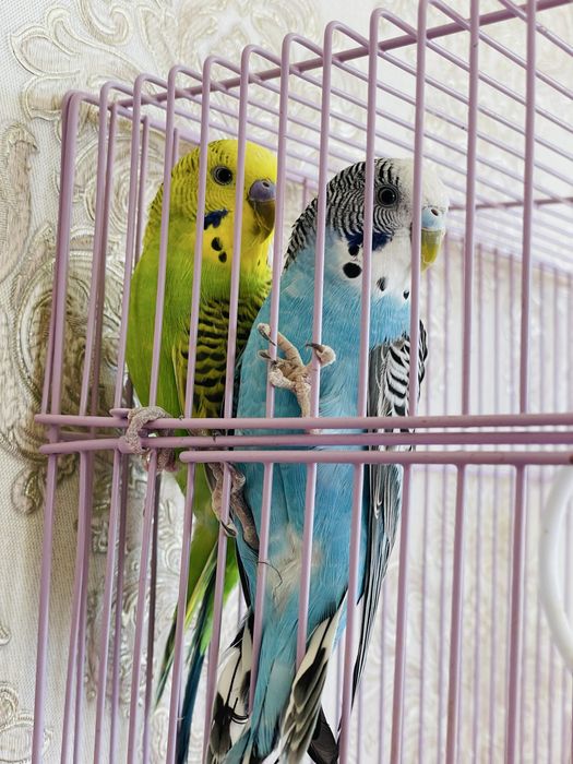 Пара попугаев папугай попугай