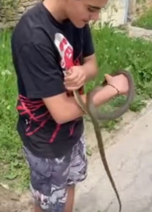 Залавяне на змии до велико търново