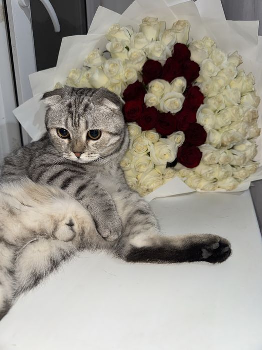 Шотландская вислоухая