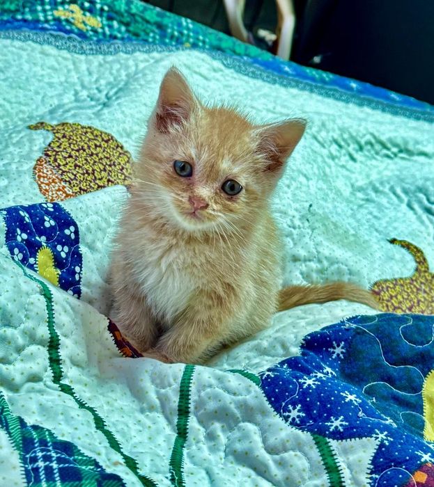 Отдам котенка в хорошие руки
