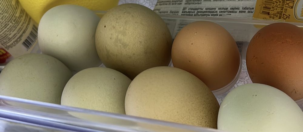 Цветные инкубационные яйца