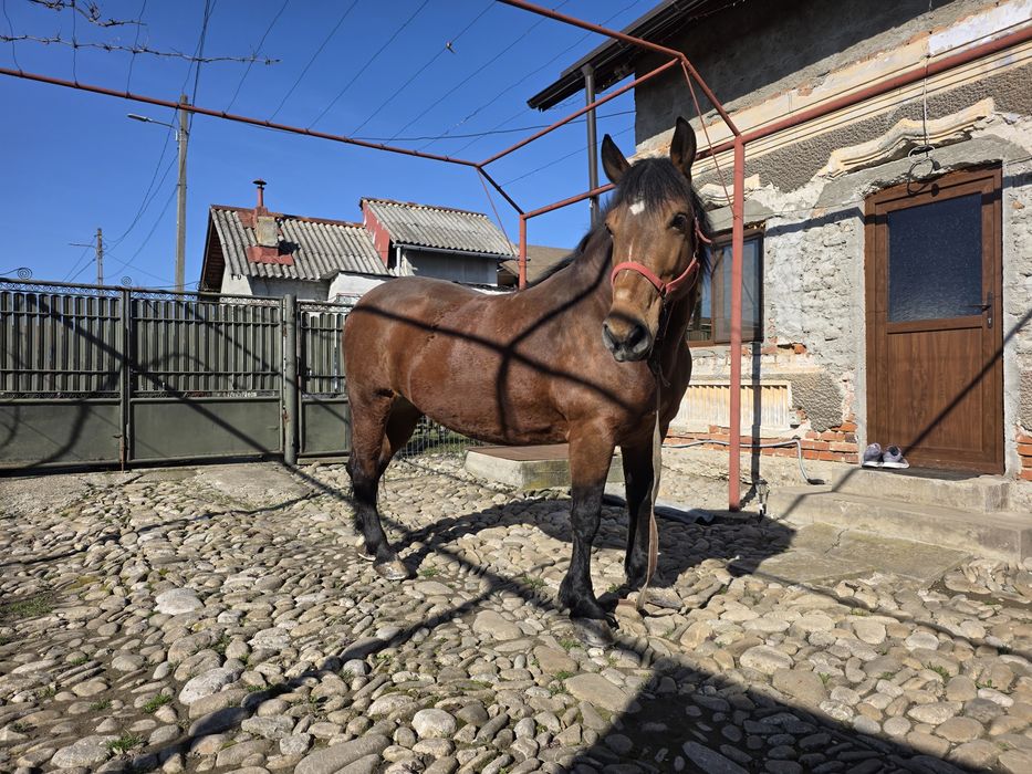 De vânzare  iapa semigreu