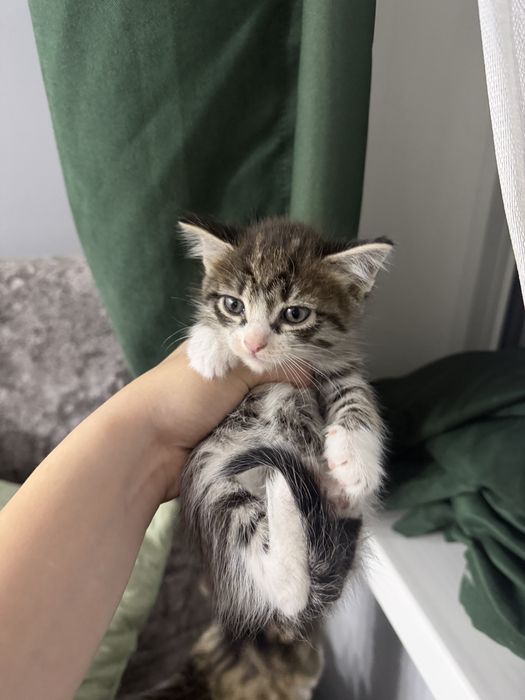 Раздаются котята