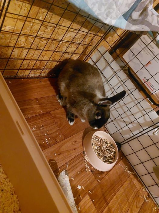 Продам декоративного кролика