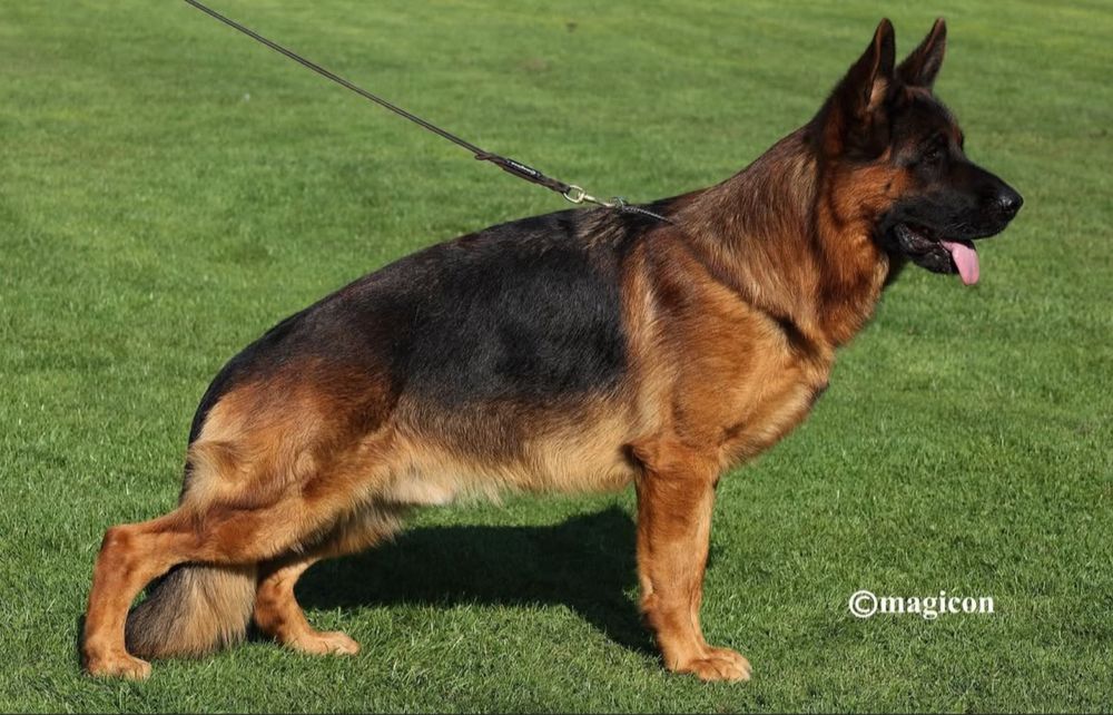 Femeluta Ciobanesc German cu Pedigree de elită